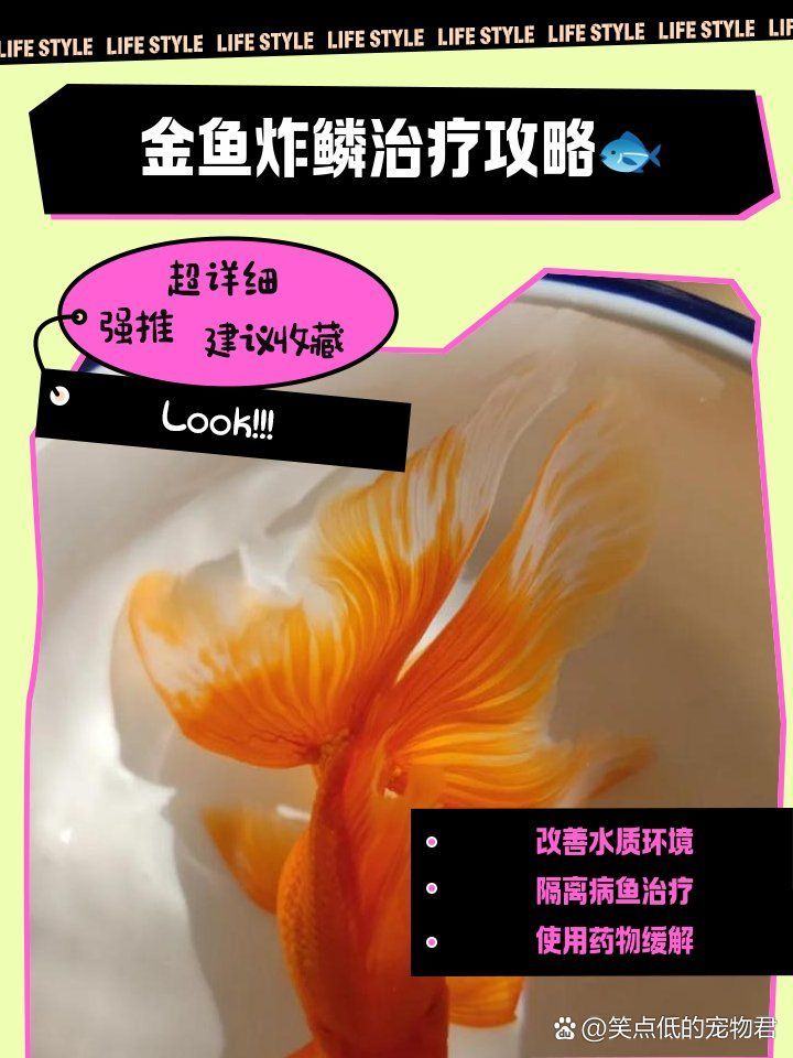 炸鱗病治療期間需要換水嗎，炸鱗病治療期間多久換水一次合適金魚炸鱗急救指南