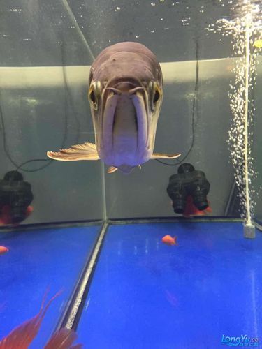 如何判斷龍魚是否適合小缸飼養，arxiv論文助手arxiv論文助手判斷龍魚是否適合小缸飼養