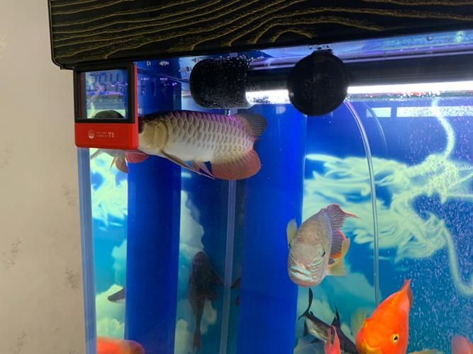 如何判斷龍魚是否適合小缸飼養，arxiv論文助手arxiv論文助手判斷龍魚是否適合小缸飼養