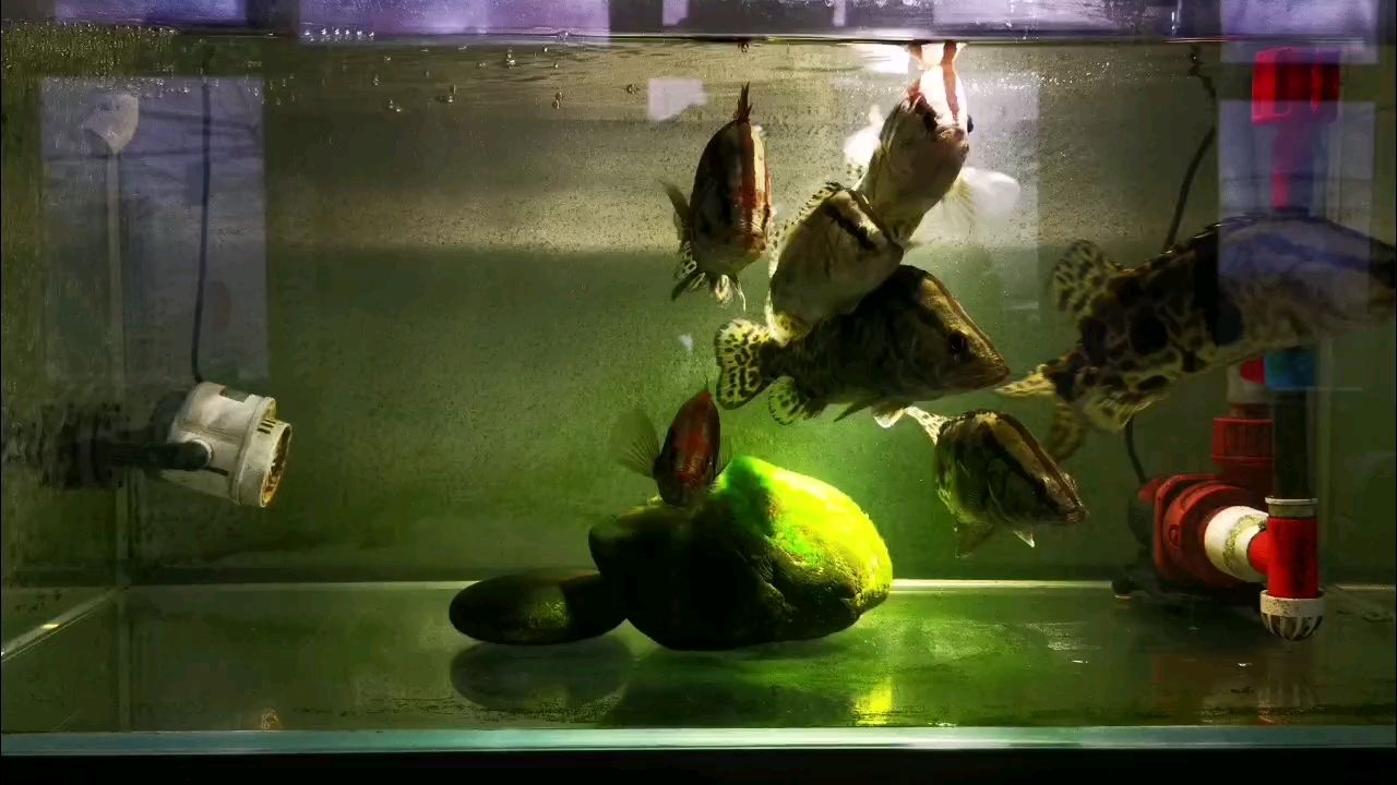 喂魚，sado_gian評論：求養魚經驗