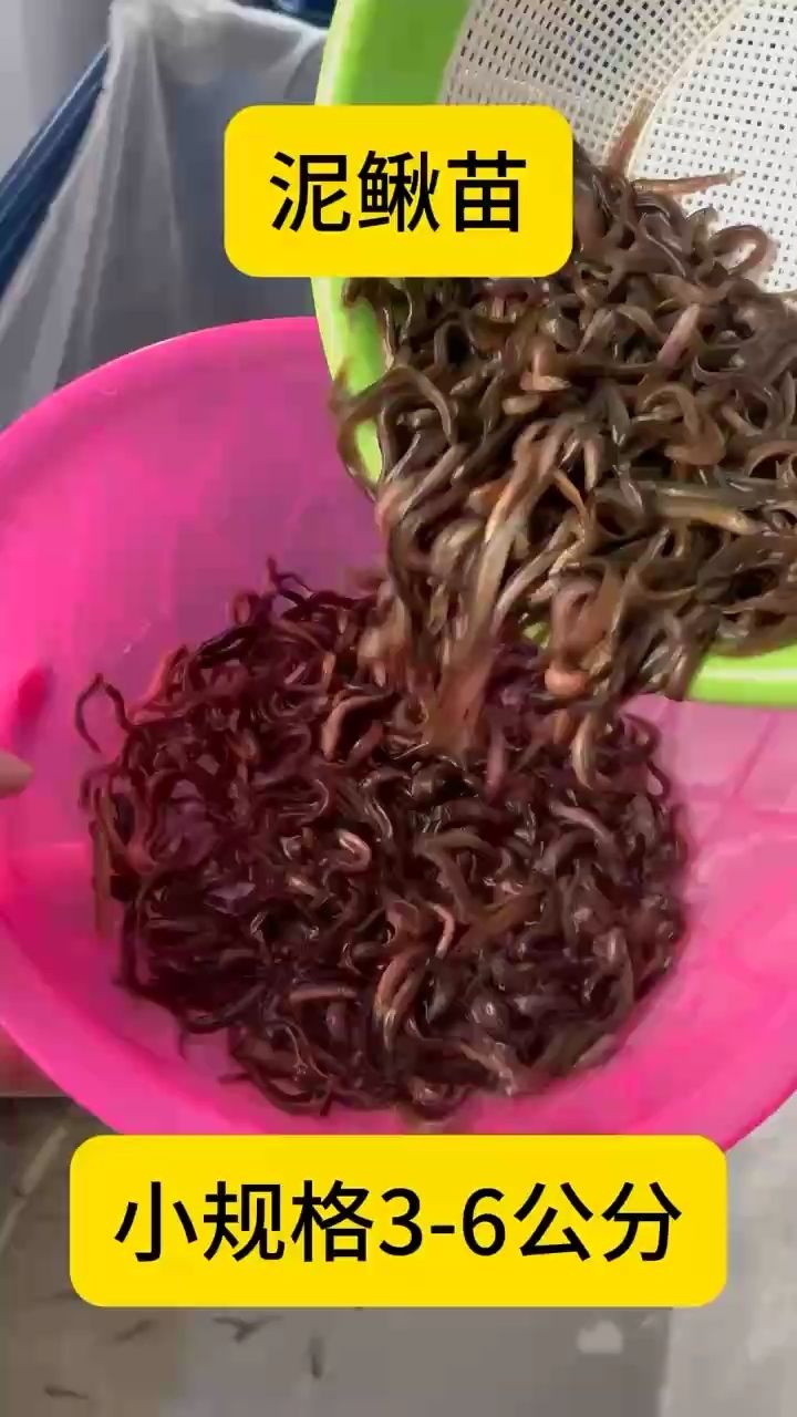 海釣飼料寵物魚投喂打窩等，如何在海釣前準備打窩？