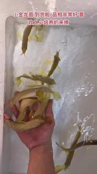 1～2厘米金龍苗圖片