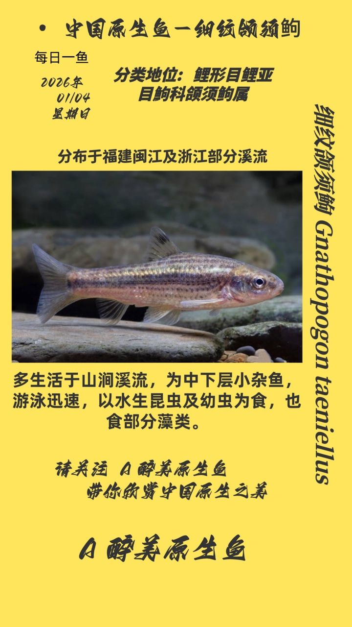 細(xì)紋頜須鮈，紋頜須鮈是一種淡水魚類，屬于淡水魚類，屬于鲌科