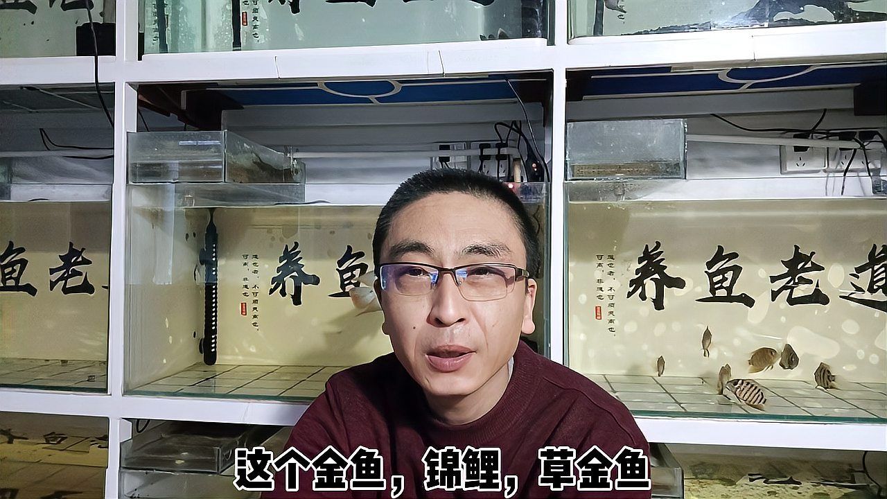 魚交叉感染會自愈嗎，如何判斷魚的交叉感染？