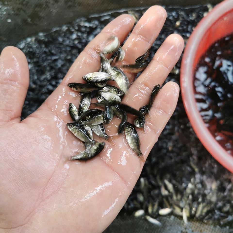 小魚苗，_人見人愛評論：小魚苗的生態與保育