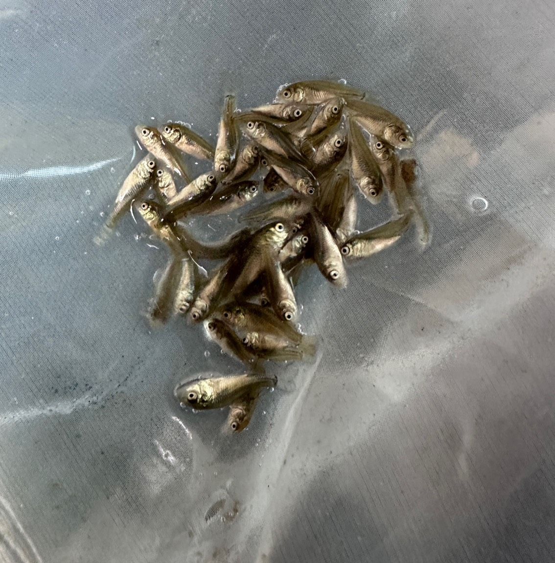 小魚苗，_人見人愛評論：小魚苗的生態與保育
