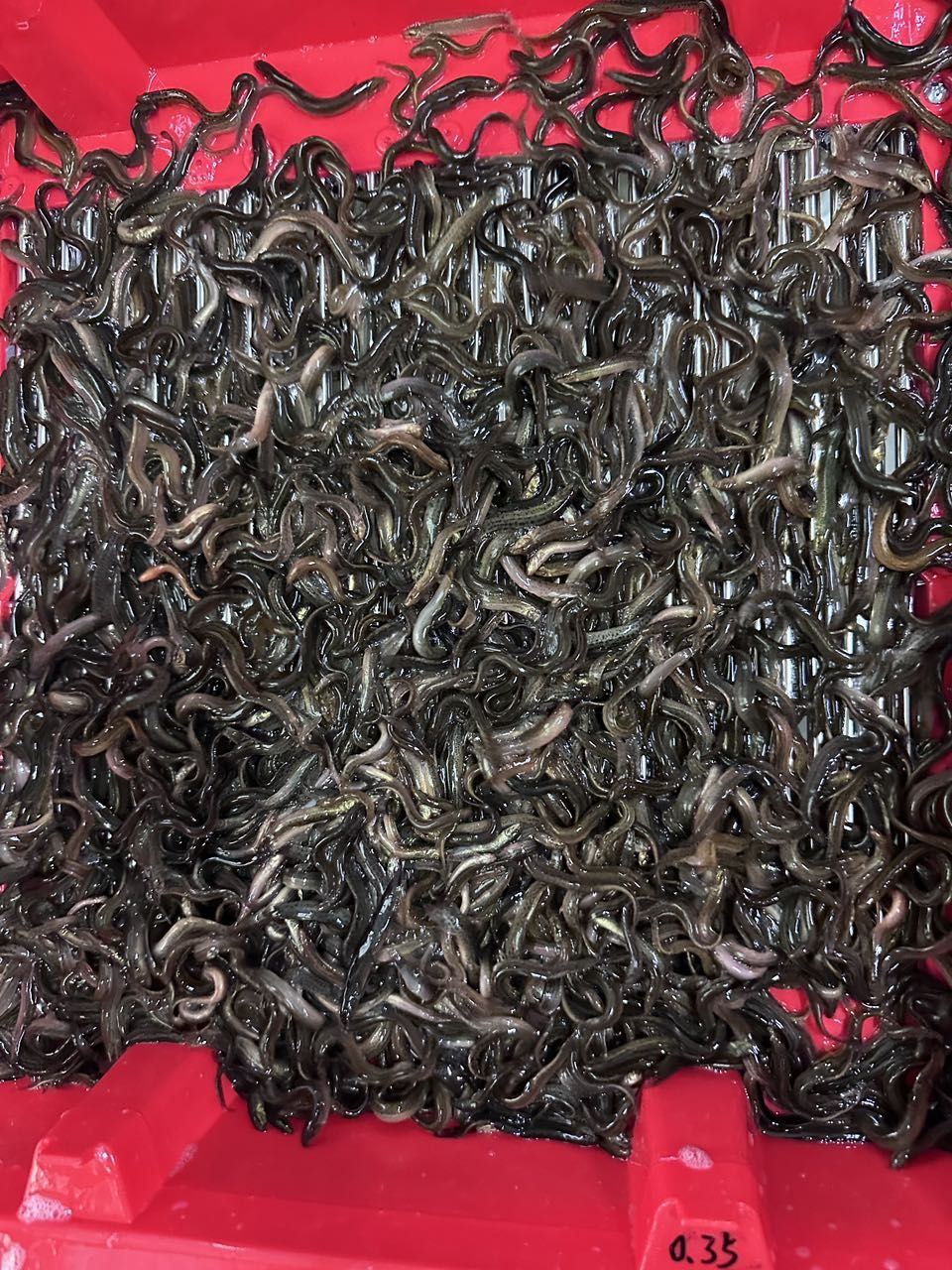 泥鰍魚苗等，養殖泥鰍魚苗需要注意什么