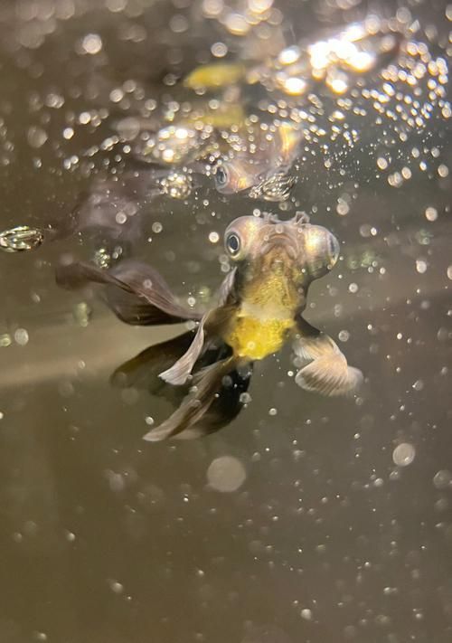 藍(lán)色龍魚有哪些著名的品種？，藍(lán)色觀賞魚的飼養(yǎng)指南