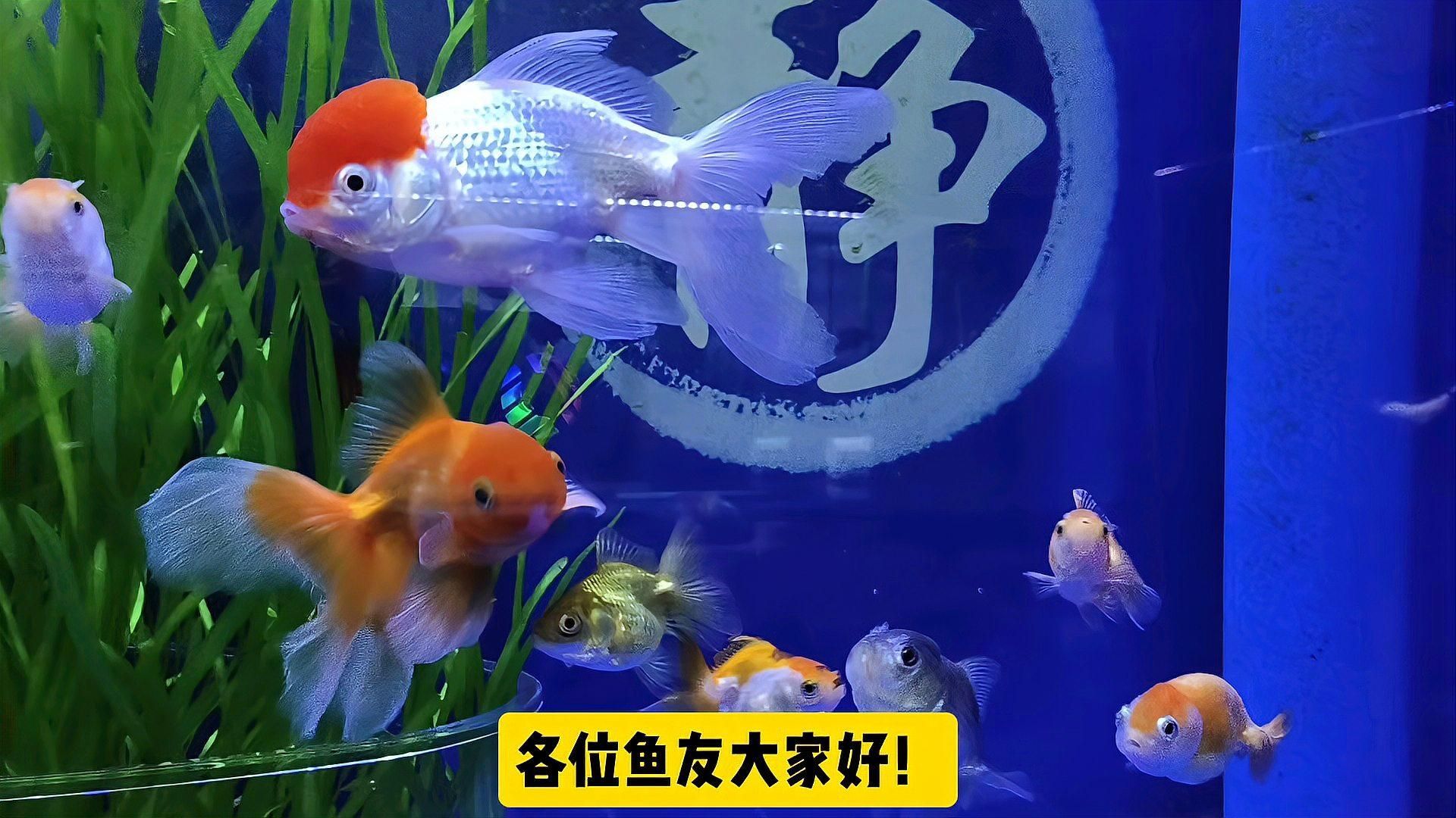 如何判斷魚鰭紅血絲的嚴重程度，如何判斷魚鰭紅血絲嚴重程度 如何判斷魚鰭紅血絲的嚴重程度，如何判斷魚鰭紅血絲嚴重程度 龍魚百科 第2張