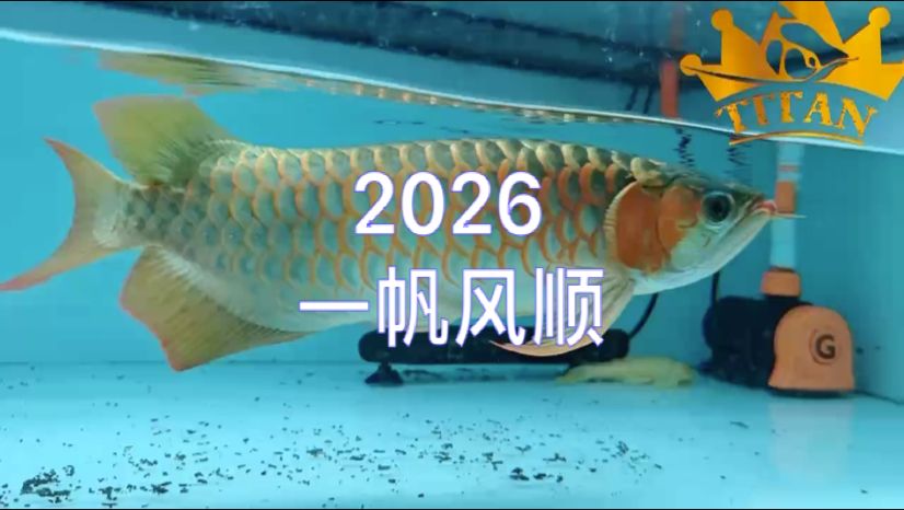 漂亮，“漂亮”這一概念在現(xiàn)代社會(huì)中的意義及其影響
