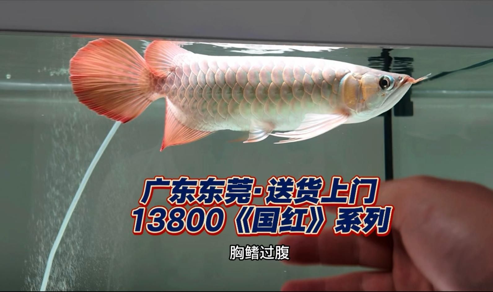 大湖龍魚有哪些著名的品種？，大湖龍魚有哪些品種？