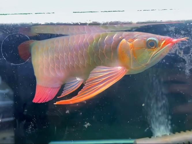 大湖龍魚有哪些著名的品種？，大湖龍魚有哪些品種？