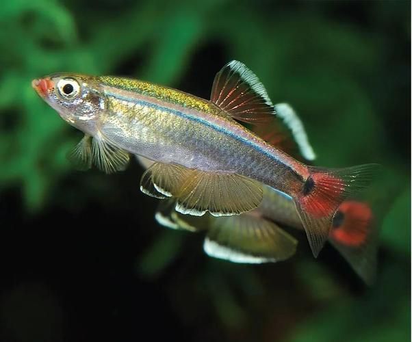 有沒(méi)有圖片可以展示這些稀有魚(yú)類(lèi)，探索海洋的珍稀寶藏：稀有魚(yú)類(lèi)圖片集錦