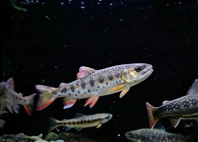 有沒有圖片可以展示這些稀有魚類，探索海洋的珍稀寶藏：稀有魚類圖片集錦
