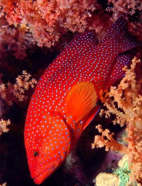 有沒有圖片可以展示這些稀有魚類，探索海洋的珍稀寶藏：稀有魚類圖片集錦