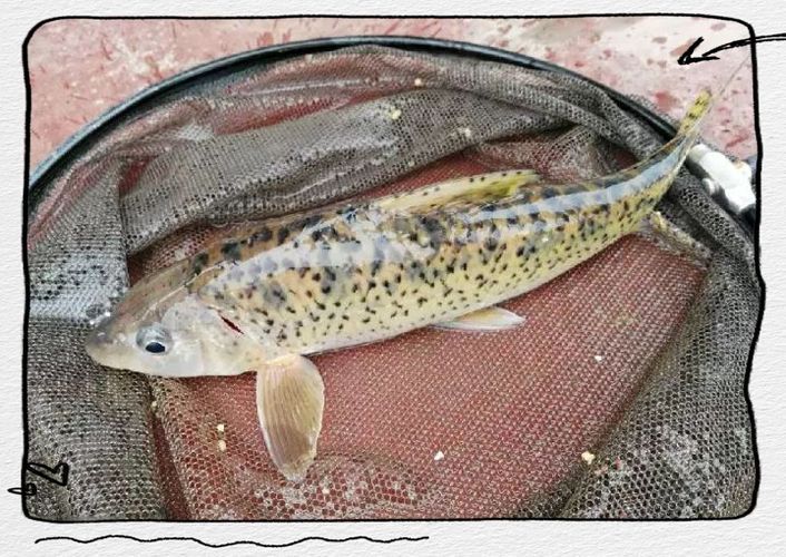 有沒有圖片可以展示這些稀有魚類，探索海洋的珍稀寶藏：稀有魚類圖片集錦