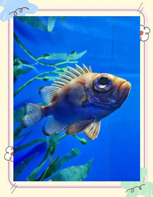 有沒有圖片可以展示這些稀有魚類，探索海洋的珍稀寶藏：稀有魚類圖片集錦