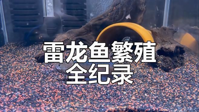 彩虹雷龍的繁殖過(guò)程是怎樣的，彩虹雷龍的繁殖習(xí)性
