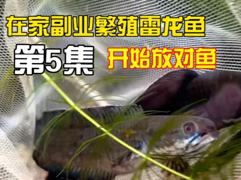 彩虹雷龍的繁殖過(guò)程是怎樣的，彩虹雷龍的繁殖習(xí)性