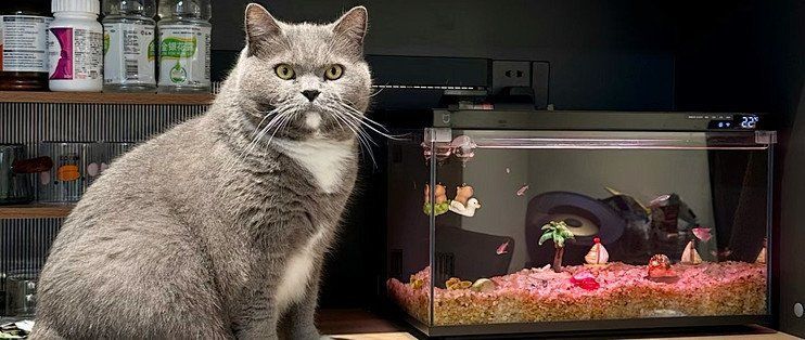 貓和魚共處有哪些成功案例，貓和魚共處的成功案例