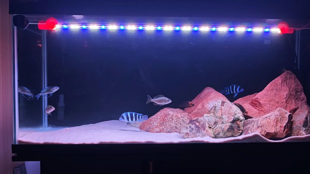 一缸小雜魚，一缸小雜魚的生活