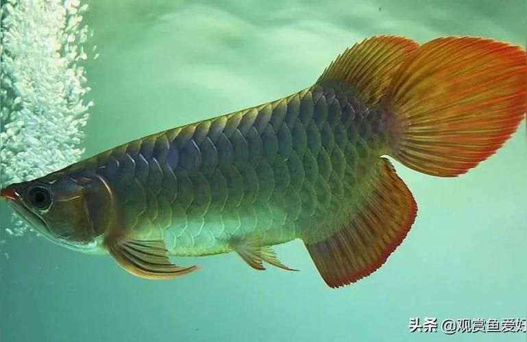 短身半福紅龍魚的飼養難度如何？，“短身半福紅龍魚（scleropagesformosus）
