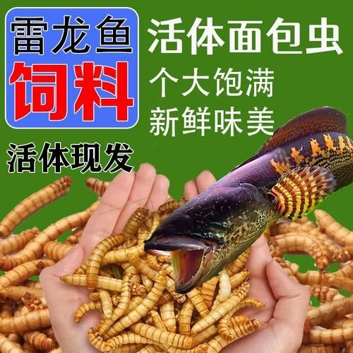 銀龍魚喂食的正確方法，銀龍魚喂食的正確方式詳解