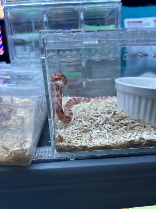 銀龍魚喂食的正確方法，銀龍魚喂食的正確方式詳解