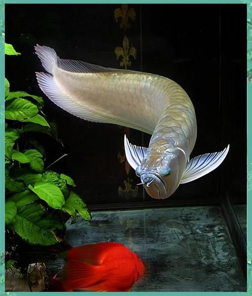 銀龍魚喂食的正確方法，銀龍魚喂食的正確方式詳解