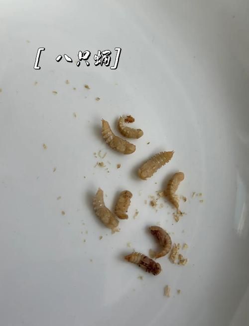 銀龍魚喂食的正確方法，銀龍魚喂食的正確方式詳解