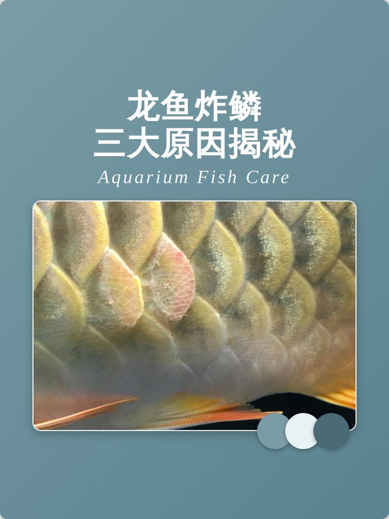 龍魚炸鱗時應該如何護理，如何正確護理炸鱗的龍魚