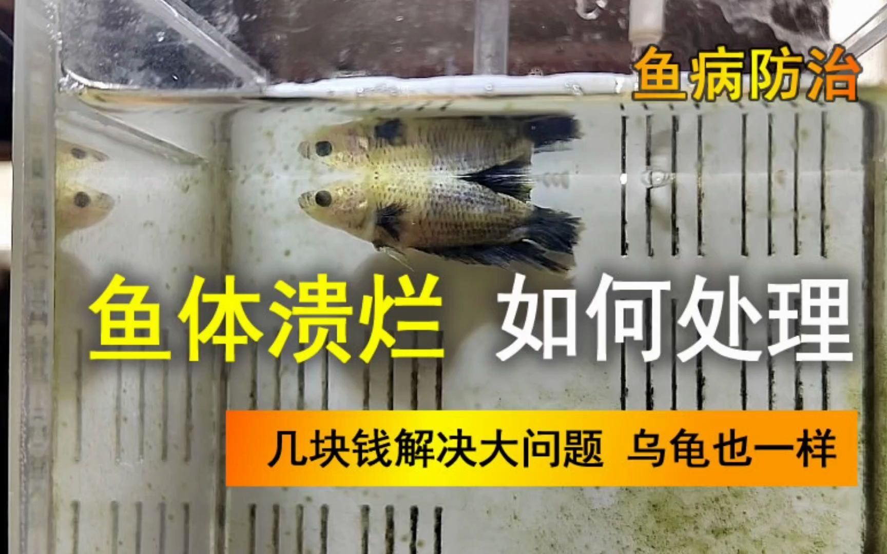 有哪些藥物可以治療魚身上潰爛