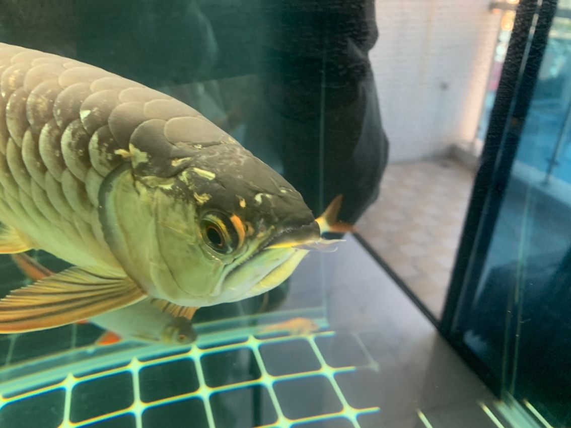 金龍水霉，金龍水霉對植物的危害主要表現在以下幾個方面