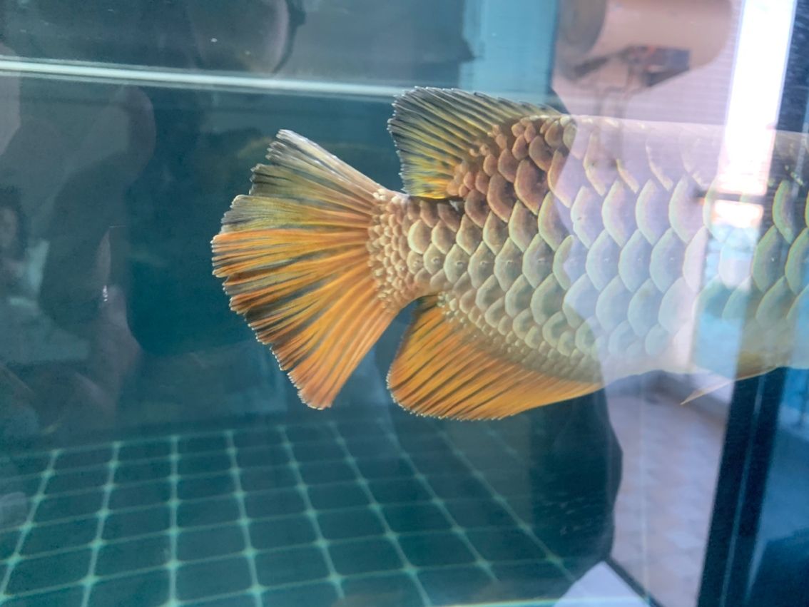 金龍，中國傳統文化中的金龍
