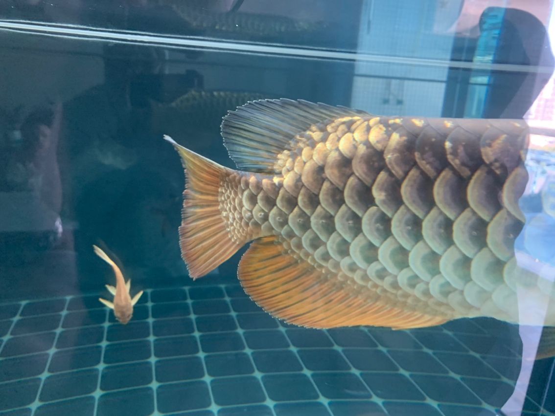 金龍，中國傳統文化中的金龍