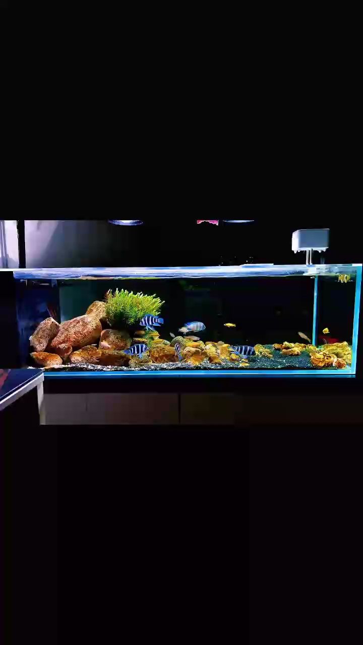 薩伊藍混養卷貝和劍沙，薩伊藍混養卷貝和劍沙的養殖技術