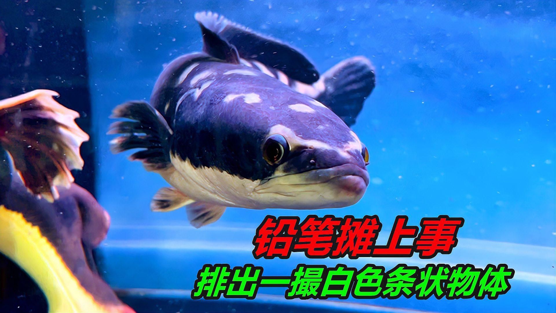 魚肚子白色寄生蟲，魚肚子白色寄生蟲有哪些癥狀如何預防魚肚子白色寄生蟲