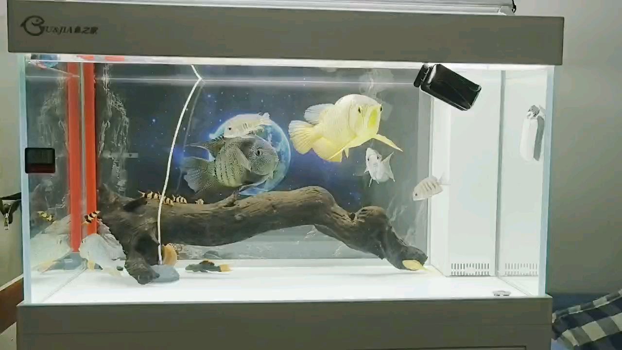 記錄魚生，《記錄魚生》
