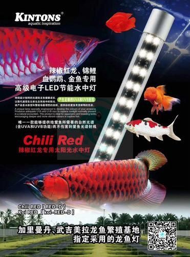 哪些類型的龍魚燈對龍魚最有益？，如仟湖of御龍殿龍魚燈 哪些類型的龍魚燈對龍魚最有益？，如仟湖of御龍殿龍魚燈 龍魚百科 第8張
