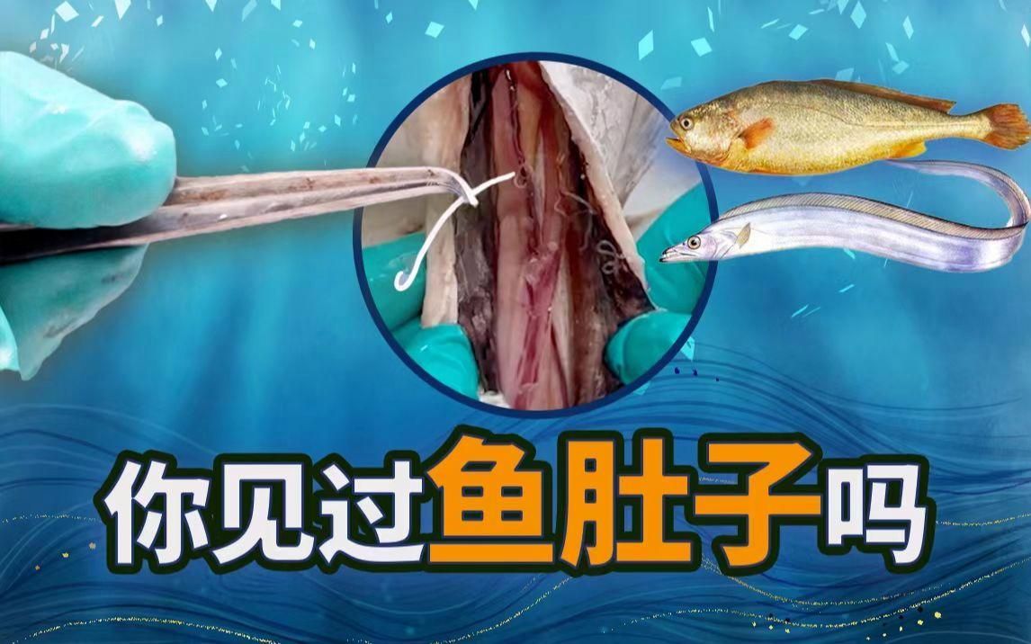 如何判斷金魚是否感染寄生蟲，如何判斷金魚是否感染寄生蟲，如何治療金魚寄生蟲感染