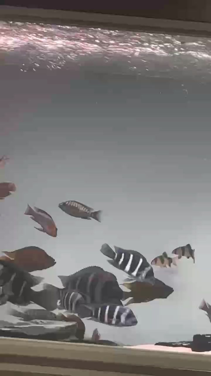 好虎，“好虎”在哲學領域的應用與影響