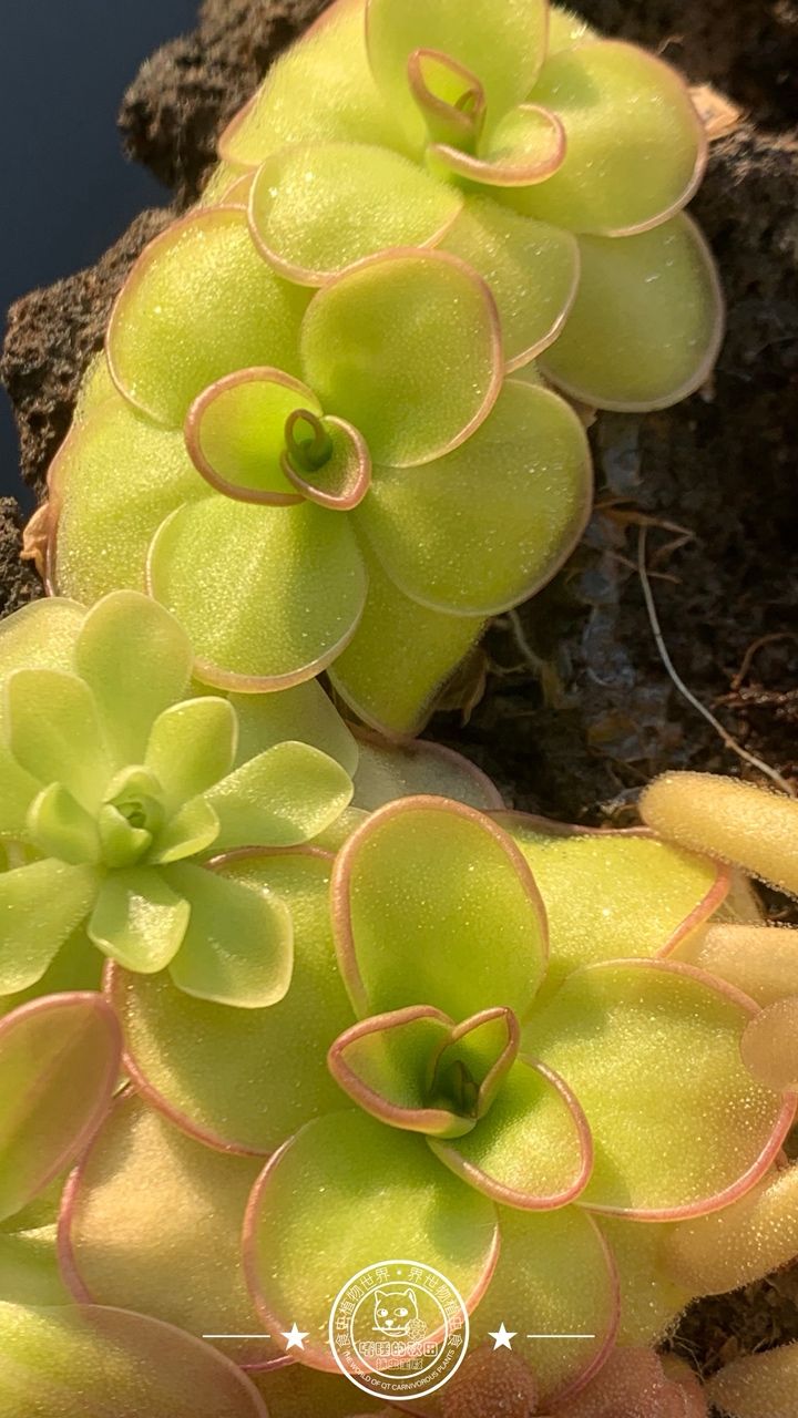 寧靜的午后時光賞堇時刻，喝著下午茶，賞堇