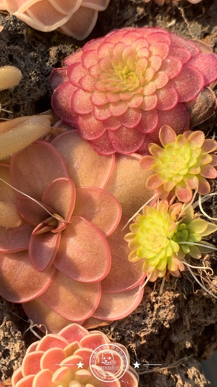 寧靜的午后時光賞堇時刻，喝著下午茶，賞堇