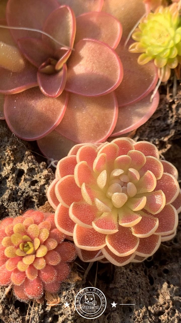 寧靜的午后時光賞堇時刻，喝著下午茶，賞堇