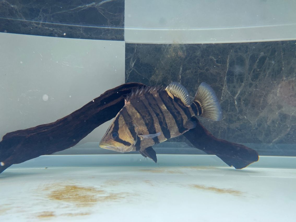 虎魚，虎魚小伙不帥_人見人愛
