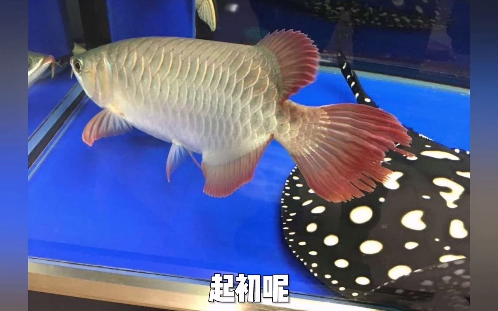 龍魚(yú)咬尾巴后如何護(hù)理，龍魚(yú)咬尾巴后多久能恢復(fù)