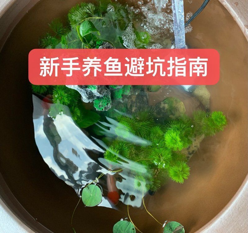 能否提供更多關(guān)于魚缸配置的建議，家養(yǎng)熱帶魚,有哪些魚缸配置邏輯，能給出更多魚缸配置的建議嗎