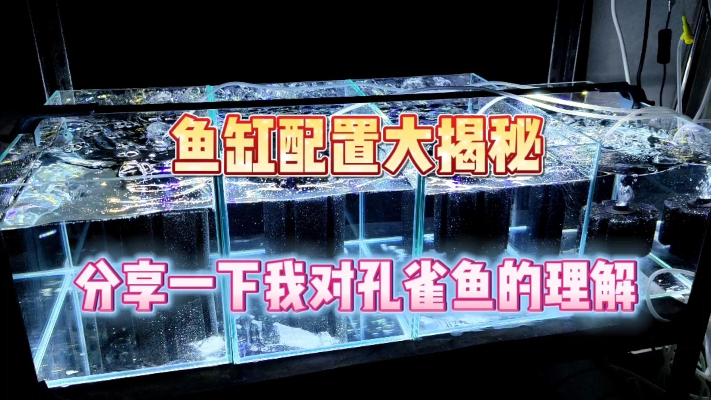 能否提供更多關于魚缸配置的建議，家養熱帶魚,有哪些魚缸配置邏輯，能給出更多魚缸配置的建議嗎 能否提供更多關于魚缸配置的建議，家養熱帶魚,有哪些魚缸配置邏輯，能給出更多魚缸配置的建議嗎 龍魚百科 第2張