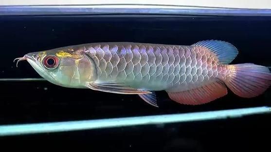 2024年龍魚比賽的評判標準有哪些？，2024年金龍總冠軍魚比賽評判標準與配圖評判標準