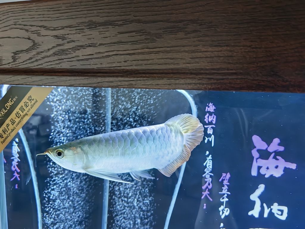 小家伙到家第四天，《小家伙到家第四天》